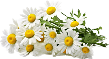 Chamomile png with AI generated.