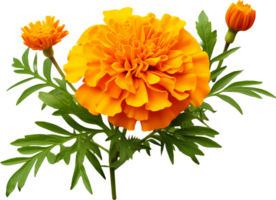 Marigold png with AI generated.