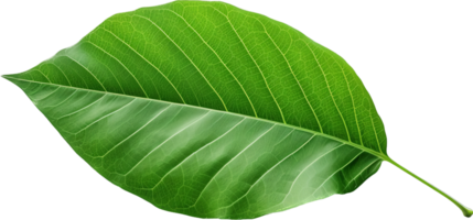 Leaf png with AI generated.