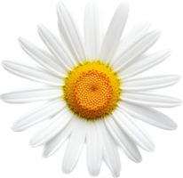 Daisy png with AI generated.