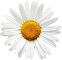 Daisy png with AI generated.