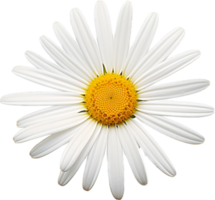 Daisy png with AI generated.