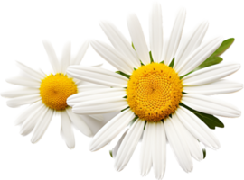 Daisy png with AI generated.