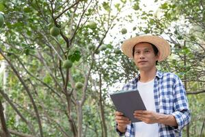 orgánico agricultura, Fruta granja. agricultores volver a comprobar calidad grabar en solicitud en tableta. pomelo crecer naturalmente, ecológico biológico, saludable, tecnología, no tóxico, cosecha, científico , académico foto