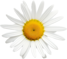 Daisy png with AI generated.