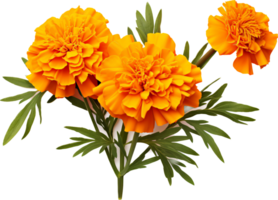 Marigold png with AI generated.