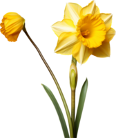 Daffodil png with AI generated.