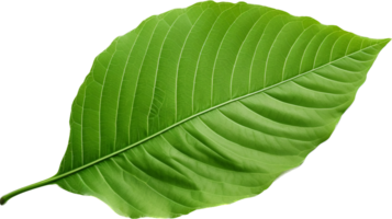Leaf png with AI generated.
