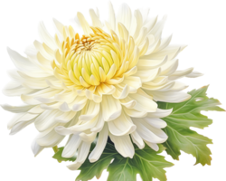 Chrysanthemum png with AI generated.