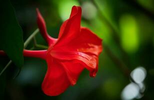 Macro red flower. Generate Ai photo