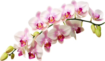 orkide png med ai genererad.