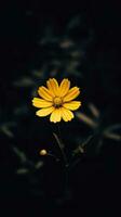 ai generativo soltero amarillo flor en un oscuro foto