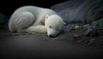 Polar bears sleep in the snow. Generative AI. photo