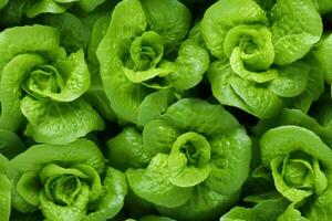 Close up of fresh lettuce , top view, seamless pattern. Generative Ai photo