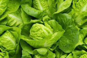 Close up of fresh lettuce , top view, seamless pattern. Generative Ai photo