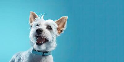 Dog portrait on a minimal background, photo