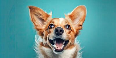 Dog portrait on a minimal blue background for banners photo