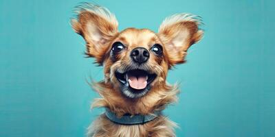 Dog portrait on a minimal blue background for banners photo