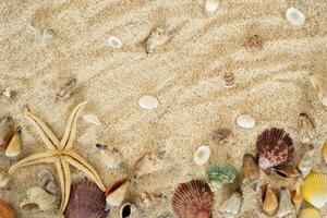 shell border on the sand photo