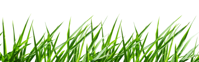 simple green grass border isolated png