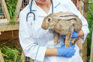 Veterinarian woman with stethoscope holding and examining rabbit on ranch background close up. Bunny in vet hands for check up in natural eco farm. Animal care and ecological farming concept. photo