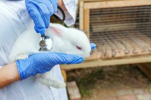 Veterinarian woman with stethoscope holding and examining rabbit on ranch background close up. Bunny in vet hands for check up in natural eco farm. Animal care and ecological farming concept. photo