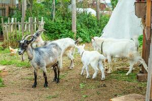 linda cabra de pollito relajándose en la granja del rancho en el día de verano. cabras domésticas pastando en pastos y masticando, fondo rural. cabra en granja ecológica natural que crece para dar leche y queso. foto