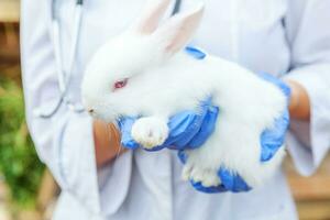 Veterinarian woman with stethoscope holding and examining rabbit on ranch background close up. Bunny in vet hands for check up in natural eco farm. Animal care and ecological farming concept. photo