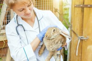 Happy young veterinarian woman with stethoscope holding and examining rabbit on ranch background. Bunny in vet hands for check up in natural eco farm. Animal care and ecological farming concept. photo