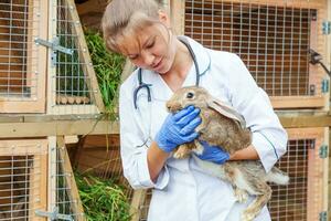 Happy young veterinarian woman with stethoscope holding and examining rabbit on ranch background. Bunny in vet hands for check up in natural eco farm. Animal care and ecological farming concept. photo