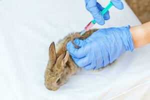 mujer veterinaria con jeringa sosteniendo e inyectando conejo en el fondo del rancho de cerca. conejito en manos veterinarias para vacunación en granja ecológica natural. concepto de cuidado animal y agricultura ecológica. foto