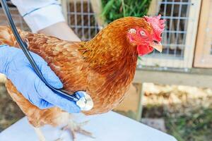 Veterinarian with stethoscope holding and examining chicken on ranch background. Hen in vet hands for check up in natural eco farm. Animal care and ecological farming concept. photo
