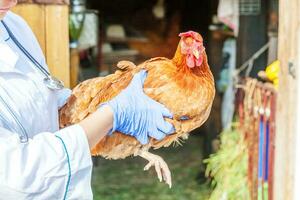 Veterinarian with stethoscope holding and examining chicken on ranch background. Hen in vet hands for check up in natural eco farm. Animal care and ecological farming concept. photo