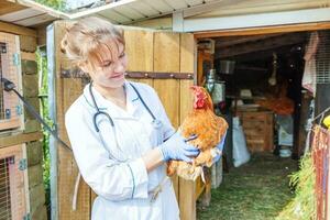 feliz joven veterinaria con estetoscopio sosteniendo y examinando pollo en el fondo del rancho. gallina en manos veterinarias para chequeo en granja ecológica natural. concepto de cuidado animal y agricultura ecológica. foto