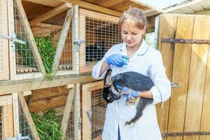 Veterinarian woman with syringe holding and injecting rabbit on ranch background close up. Bunny in vet hands for vaccination in natural eco farm. Animal care and ecological farming concept. photo