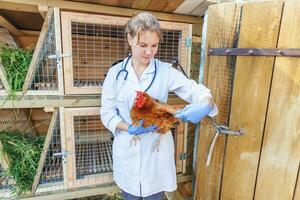 Happy young veterinarian woman with stethoscope holding and examining chicken on ranch background. Hen in vet hands for check up in natural eco farm. Animal care and ecological farming concept. photo