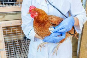 Veterinarian with stethoscope holding and examining chicken on ranch background. Hen in vet hands for check up in natural eco farm. Animal care and ecological farming concept. photo