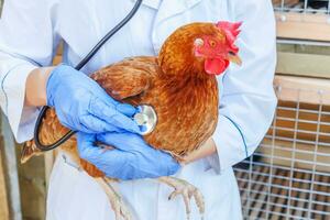 veterinario con estetoscopio sosteniendo y examinando pollo en el fondo del rancho. gallina en manos veterinarias para chequeo en granja ecológica natural. concepto de cuidado animal y agricultura ecológica. foto