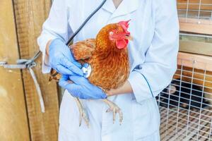 veterinario con estetoscopio sosteniendo y examinando pollo en el fondo del rancho. gallina en manos veterinarias para chequeo en granja ecológica natural. concepto de cuidado animal y agricultura ecológica. foto