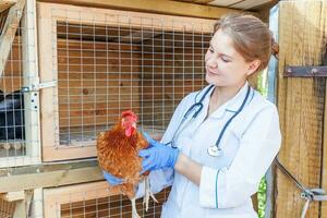 Happy young veterinarian woman with stethoscope holding and examining chicken on ranch background. Hen in vet hands for check up in natural eco farm. Animal care and ecological farming concept. photo