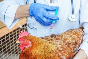 Veterinarian woman with syringe holding and injecting chicken on ranch background. Hen in vet hands for vaccination in natural eco farm. Animal care and ecological farming concept. photo