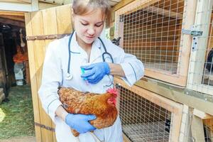 mujer veterinaria con jeringa sosteniendo e inyectando pollo en el fondo del rancho. gallina en manos veterinarias para vacunación en granja ecológica natural. concepto de cuidado animal y agricultura ecológica. foto