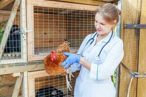 feliz joven veterinaria con estetoscopio sosteniendo y examinando pollo en el fondo del rancho. gallina en manos veterinarias para chequeo en granja ecológica natural. concepto de cuidado animal y agricultura ecológica. foto