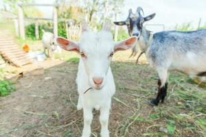 Cute young baby goat relaxing in ranch farm in summer day. Domestic goats grazing in pasture and chewing, countryside background. Goat in natural eco farm growing to give milk and cheese. photo