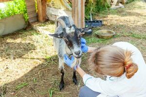 joven veterinaria con estetoscopio sosteniendo y examinando cabra en el fondo del rancho. cabra joven con manos de veterinario para chequeo en granja ecológica natural. concepto de cuidado animal y agricultura ecológica. foto