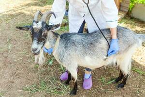 Young veterinarian woman with stethoscope holding and examining goat on ranch background. Young goat with vet hands for check up in natural eco farm. Animal care and ecological farming concept. photo