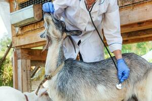 Young veterinarian woman with stethoscope holding and examining goat on ranch background. Young goat with vet hands for check up in natural eco farm. Animal care and ecological farming concept. photo