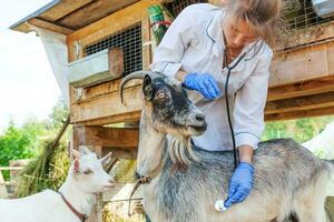 joven veterinaria con estetoscopio sosteniendo y examinando cabra en el fondo del rancho. cabra joven con manos de veterinario para chequeo en granja ecológica natural. concepto de cuidado animal y agricultura ecológica. foto