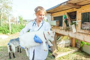 veterinario mujer con estetoscopio participación y examinando cabra niño en rancho antecedentes. joven cabrito con veterinario manos para cheque arriba en natural eco granja. animal cuidado y ecológico agricultura concepto. foto