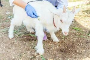 veterinarian woman with stethoscope holding and examining goat kid on ranch background. Young goatling with vet hands for check up in natural eco farm. Animal care and ecological farming concept. photo